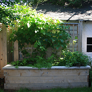 Raised Vegetable Garden